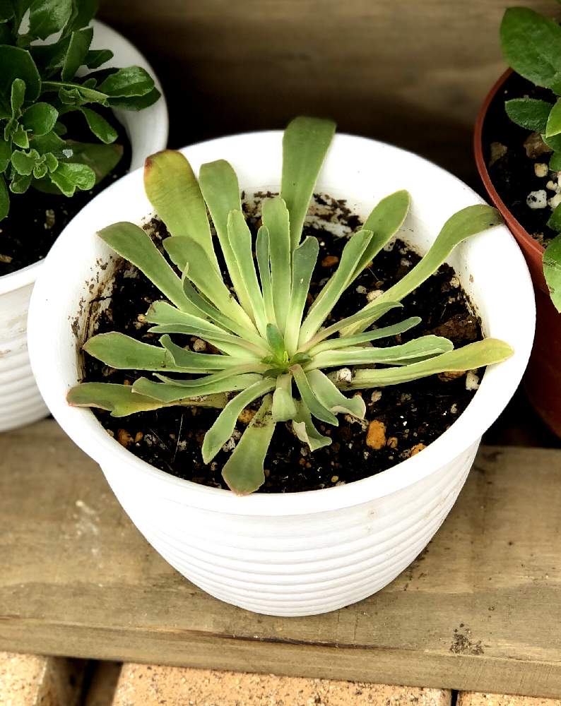 レウィシアの投稿画像 By みゅーさん 教えて下さい と備忘録と挑戦中と根腐れと相談 月11月27日 Greensnap グリーンスナップ