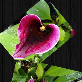 カラーの花の投稿画像一覧 Greensnap グリーンスナップ