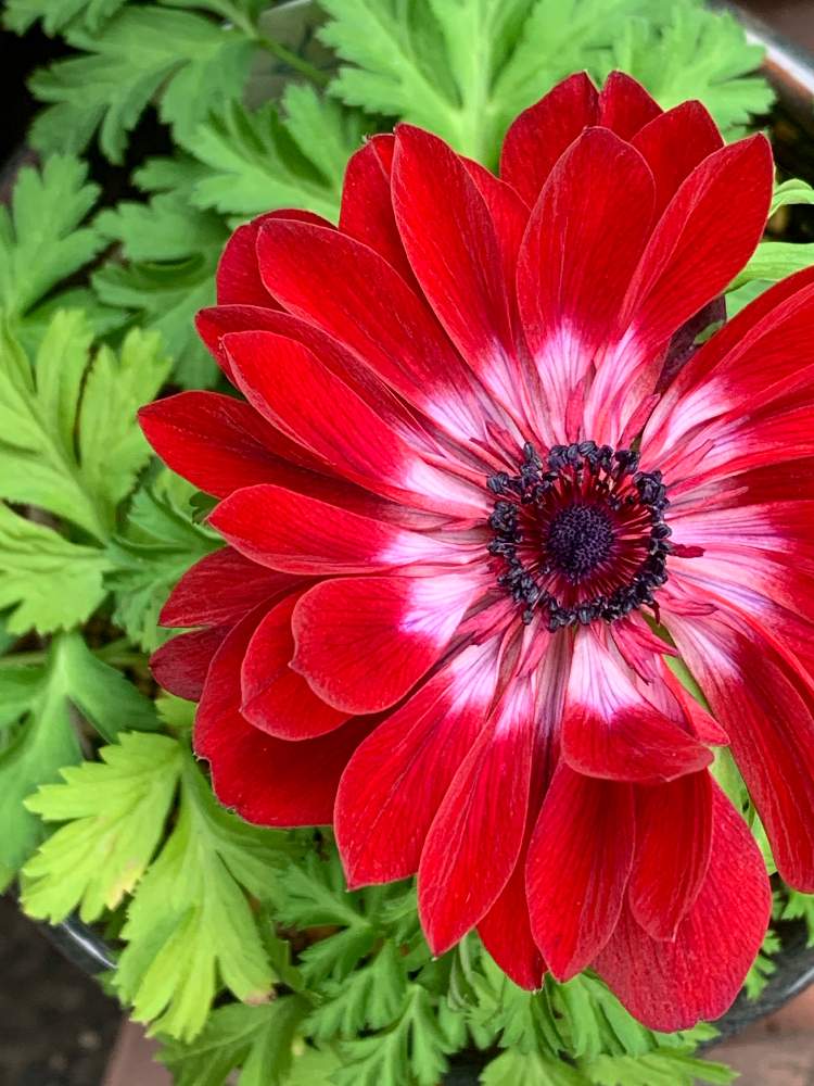 アネモネの投稿画像 By Mika さん 小さな庭と赤い花 Mkとマイガーデンとおうち園芸と植中毒とガーデニングと花のある暮らしとiphone撮影と 赤い花 Mkとマイガーデンとおうち園芸と植中毒とガーデニングと花のある暮らしとiphone撮影 月11月27日 Greensnap