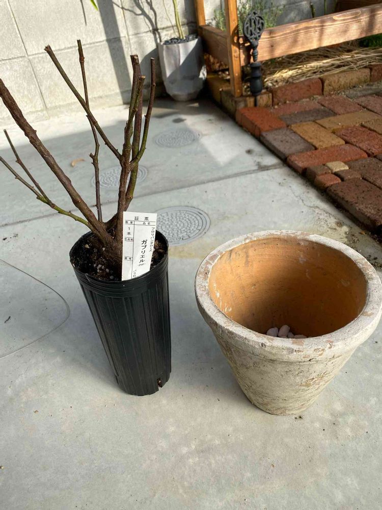 バラ大苗を鉢植え〜ガブリエルがやってきた｜?GreenSnap（グリーン 
