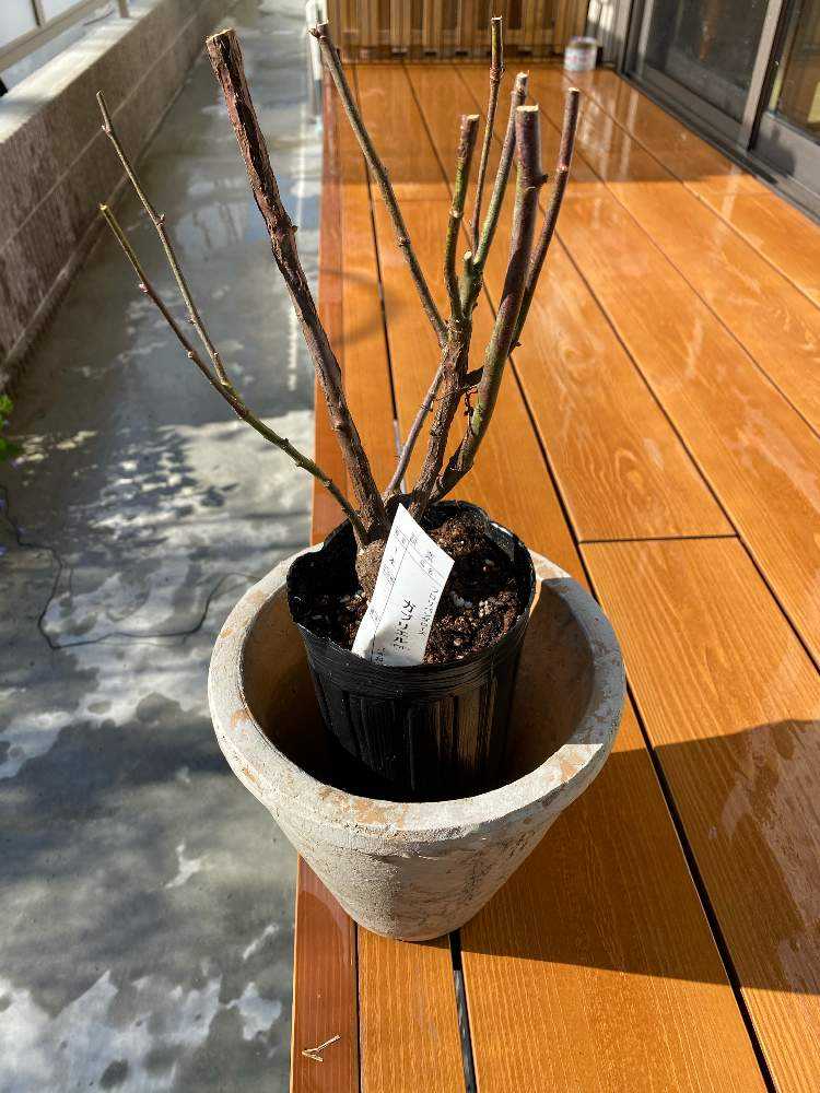 バラ大苗を鉢植え〜ガブリエルがやってきた｜🍀GreenSnap（グリーン