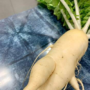 伝統野菜種子の投稿画像一覧 Greensnap グリーンスナップ