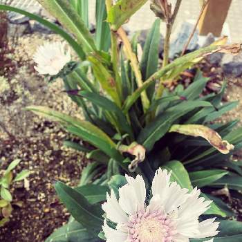 アキレア ノブレッサの投稿画像一覧 Greensnap グリーンスナップ