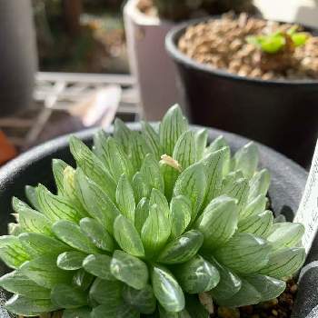 シンビフォルミス グラキリデリネアータの投稿画像一覧 Greensnap グリーンスナップ シンビフォルミス グラキリデリネアータの投稿画像一覧 Greensnap グリーンスナップ