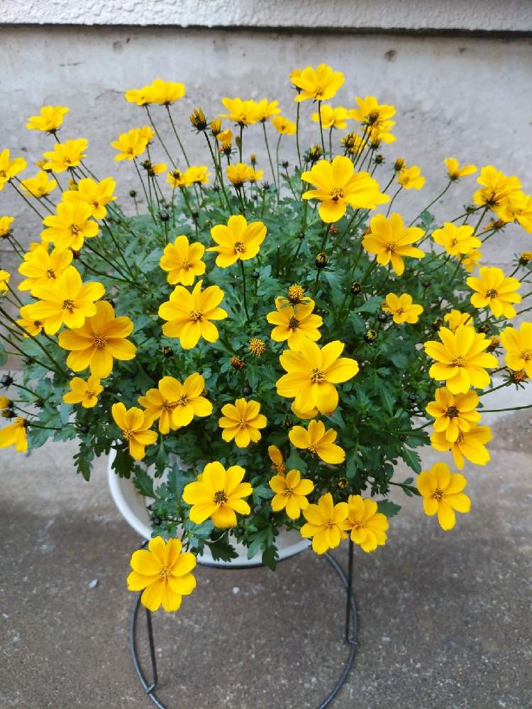 ビデンスゴールデンエンパイアの投稿画像 By Sorakaraさん 小さな庭とプランターとおうち園芸と黄色の花とガーデニングと花のある暮らしとプランターとおうち園芸と黄色の花とガーデニングと花のある暮らし 月11月27日 Greensnap グリーンスナップ