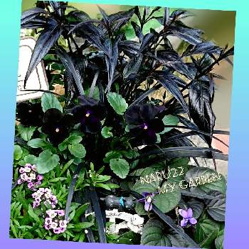 黒葉スミレ・ラブラドリカの画像 by naru22さん | 小さな庭とアリッサムとビオラとコクリュウ（黒竜）と黒葉スミレ・ラブラドリカとストロビランテス ブルネッティーと私の癒し♡とカラーリーフと花芽が出たよ ♡と寄せ植えとおうち園芸と可愛い脇役と花のある暮らしとワクワク♡