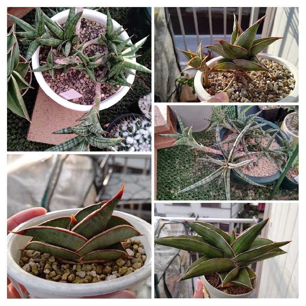 サンスベリア ピングイキュラの投稿画像 By Cycletotoさん サンスベリア サムライドワーフとサンセベリア サムライドワーフとサンスベリア サムライドワーフとピングイキュラとサンスベリア ピングイクラとサムライドワーフとサンセベリア ロリダとサンスベリア フン