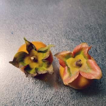 うちの庭の果実の画像 by Kajumiさん | 小さな庭と柿八年とうちの庭の果実