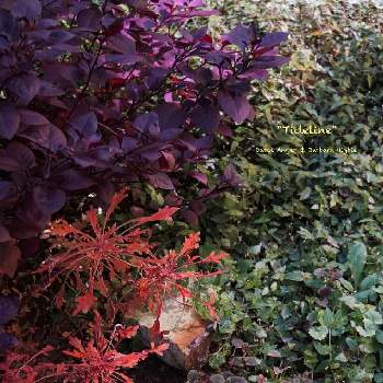 アルテルナンテラ　リトルロマンスの画像 by marikoさん | 小さな庭とガーデニングとアルテルナンテラ　リトルロマンス