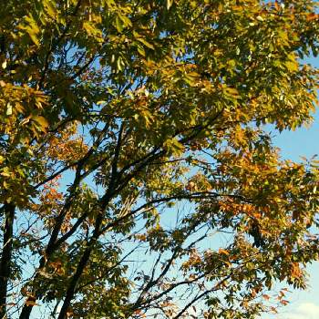 楢ノ木の紅葉の画像 by キンちゃんさん | お出かけ先と自然観察の森と今日は快晴です☀と展望台の紅葉と楢ノ木の紅葉