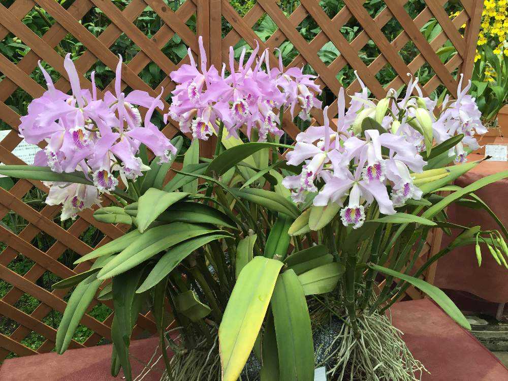 つくば蘭展へ行って来ました Greensnap グリーンスナップ
