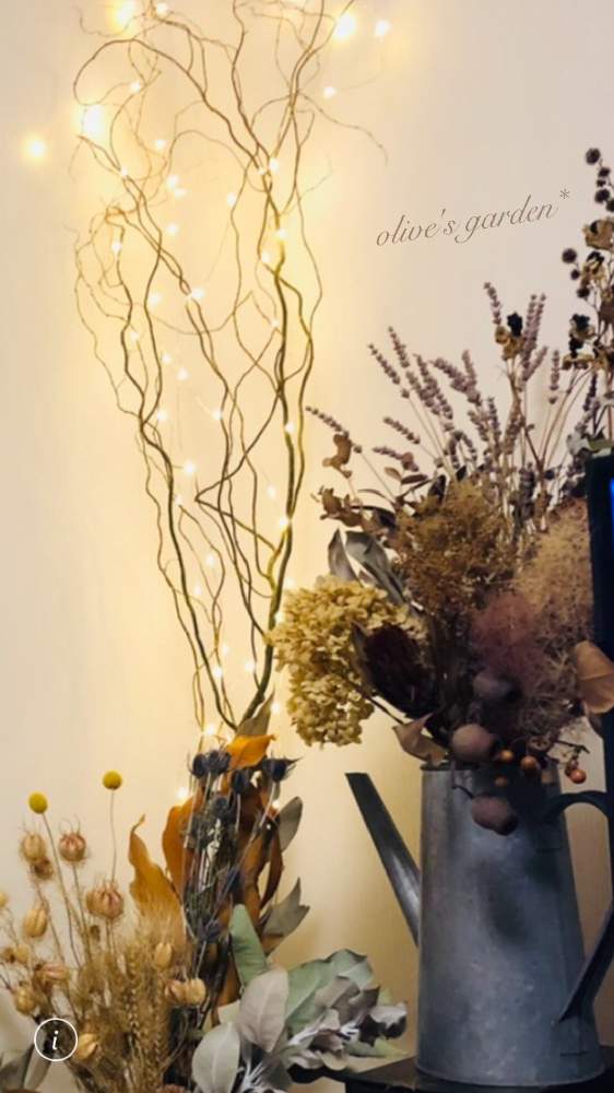 スモークツリーの投稿画像 By Olive さん イングリッシュラベンダーとユーカリポポラスとイングリッシュラベンダーヒッドコートとアナベルとクラスペディアとニゲラと雲竜柳 ドラゴン柳 と雑貨大好きとドライフラワーとナチュラルガーデンとおうち園芸とおきにいりと