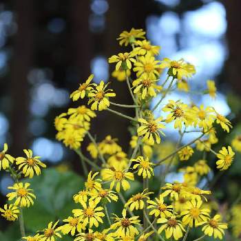 荻野運動公園の投稿画像一覧 Greensnap グリーンスナップ