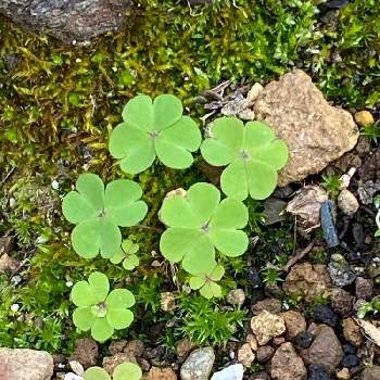 カタバミの葉っぱの投稿画像一覧 Greensnap グリーンスナップ