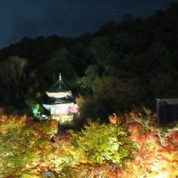 京都 永観堂の画像 by コージー　COZYさん | お出かけ先と京都とcanonと京都 永観堂と紅葉フォトコン2020
