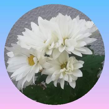 白菊の画像 by トユタさん | 白菊