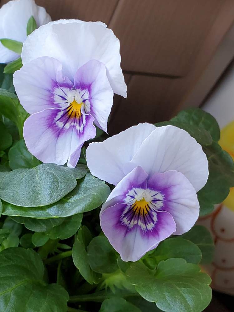 パンジー ビオラの投稿画像 By ゆりさん ビオラ パンジーと薄紫色の花とおじさんとビオラ パンジーと薄紫色の花とおじさん 月11月28日 Greensnap グリーンスナップ Greensnap グリーンスナップ