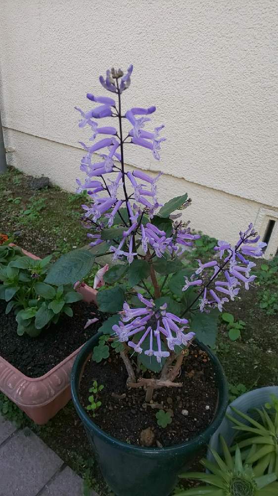 プレクストランサスの投稿画像 By Abigailさん モナラベンダー 月11月28日 Greensnap グリーンスナップ