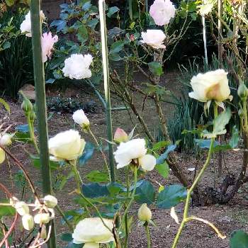 クリーミーエデン薔薇の画像 by はなちゃんさん | 庭のバラと庭で楽しむとわたしの庭とクリーミーエデン薔薇とおうち園芸とはなのある暮らしと庭で咲くとバラ好きとガーデニングと幸せ時間と可愛いバラと大切なお花