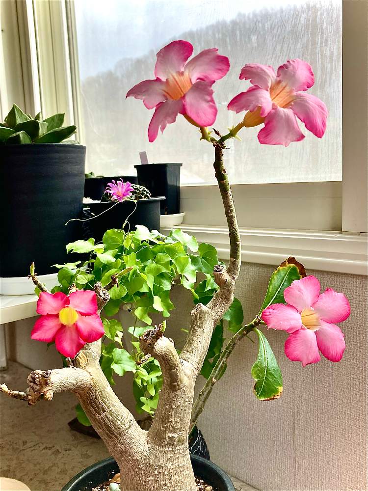 アデニウムの投稿画像 By 大福 もこもこ さん 砂漠のバラとアデ子と多肉植物と栽培記録と砂漠の薔薇 アデニウム と負けるもんか と花のある暮らしと北海道とひょっこり菊丸と窓辺と多肉植物と栽培記録と砂漠の薔薇 アデニウムと負けるもんか と花のある暮らしと北海道