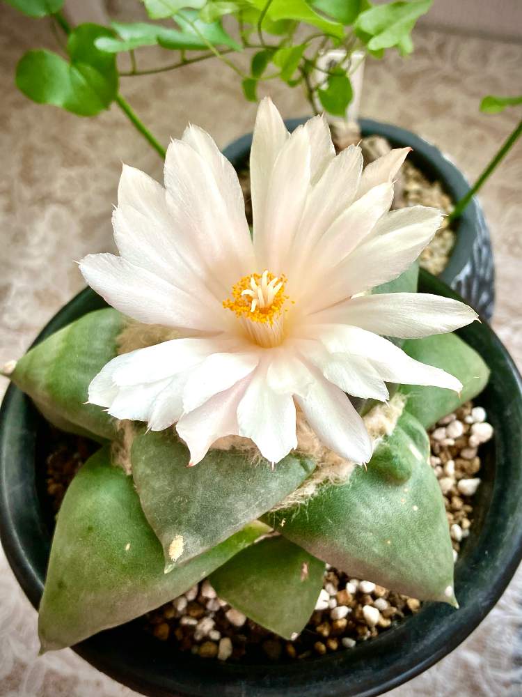 サボテンの投稿画像 By 大福 もこもこ さん 花牡丹とアリオカルプスと春雲 名前 とオホーツク的さぼてん道と多肉植物とアリオカルプス 属と栽培記録と負けるもんか と花のある暮らしとサボテンの花と北海道 月11月28日 Greensnap グリーンスナップ