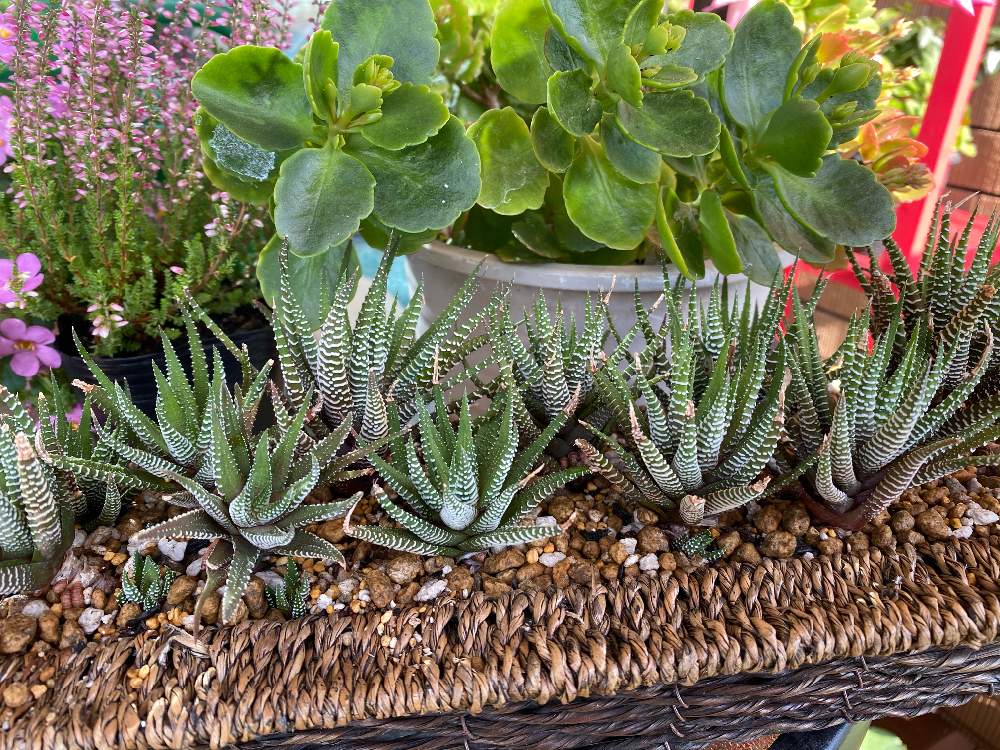 ブランドのギフト カランコエ 蕾 根つき 植物 観葉植物