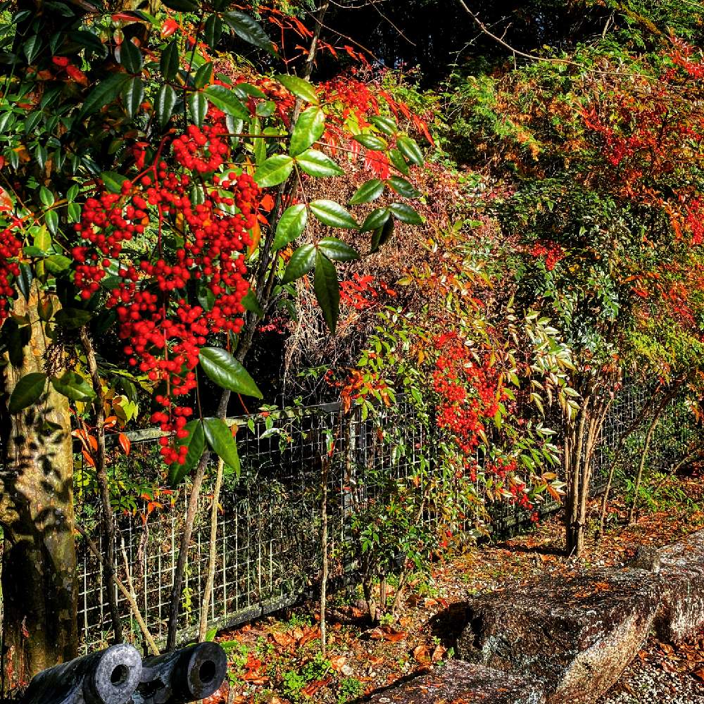 樹木の投稿画像 By 野原宗源さん 何気ない日常と日常の風景 月11月28日 Greensnap グリーンスナップ
