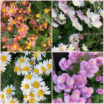 キク科の花の画像 by manabeさん | お出かけ先と小菊とキク科とキク科の花