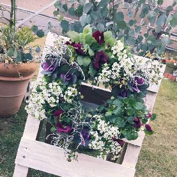 ハンギングスタンドの投稿画像一覧 Greensnap グリーンスナップ