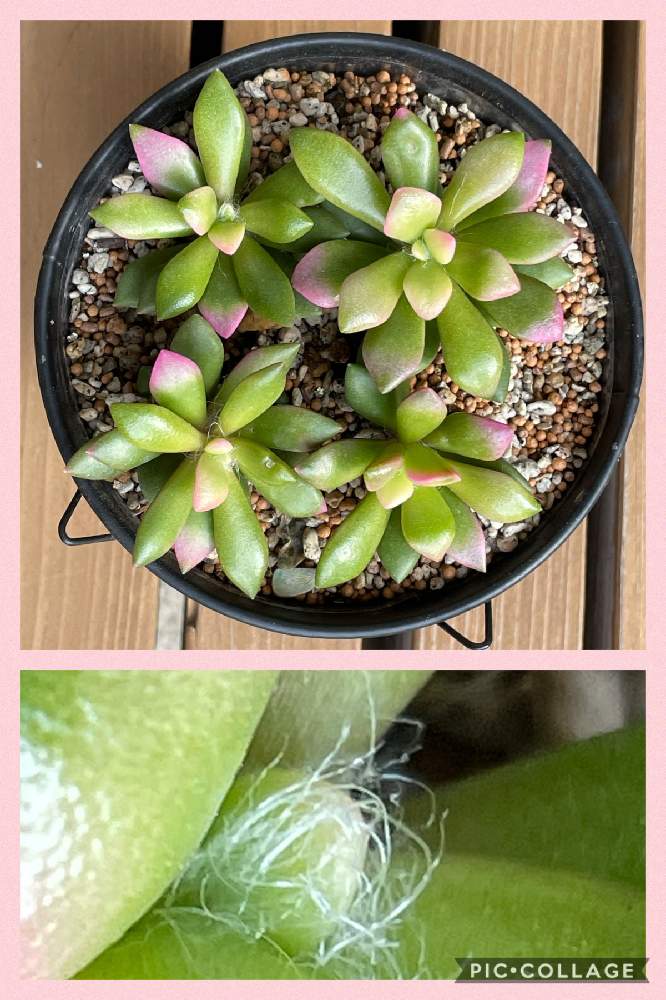 桜吹雪 アナカンプセロスの投稿画像 By Kakirikeaさん 多肉植物と 携帯撮影 月11月28日 Greensnap グリーンスナップ