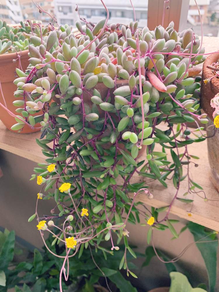 ルビーネックレスの投稿画像 By サチコさん 多肉植物と成長記録と暴れ多肉とつぶつぶの日 月11月28日 Greensnap グリーンスナップ