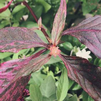 アルテルナンテラ レッド フラッシュの投稿画像一覧 Greensnap グリーンスナップ