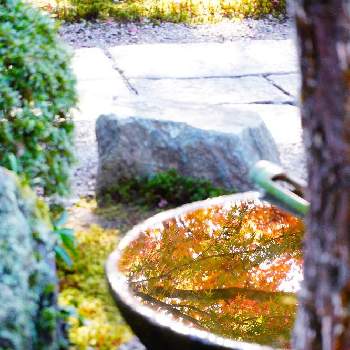 圓光寺の画像 by まるりさん | お出かけ先とモミジと京都とミラーレス一眼と圓光寺