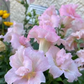 八重咲きキンギョソウの画像 by saorinさん | 玄関とピンク大好きと八重咲きキンギョソウとおうち園芸