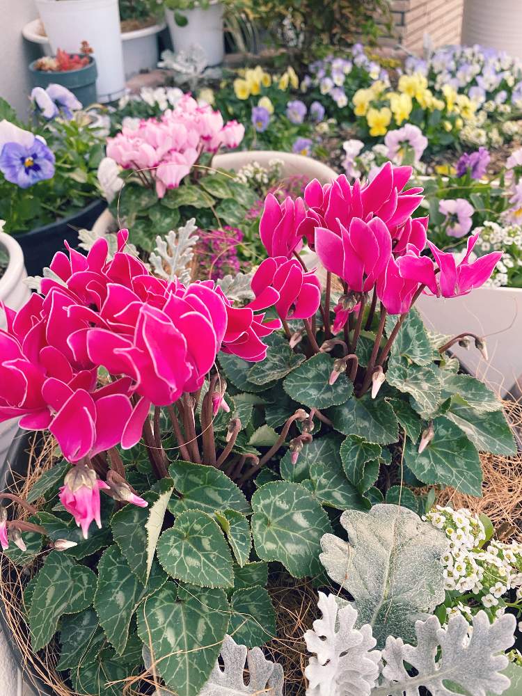 ガーデンシクラメンの投稿画像 By あややさん 花壇と寄せ植え初心者とおうち園芸とシクラメン大好きと花のある暮らしとアリッサム とガーデンシクラメン 寄せ植えとシクラメン 月11月28日 Greensnap グリーンスナップ