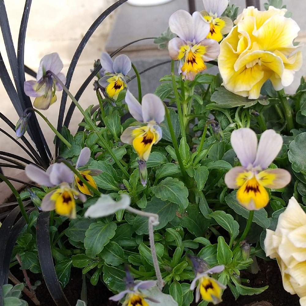 ビオラの投稿画像 By しろぷーさん 小輪ビオラと遊蝶華とビオラ 遊蝶華と寄せ植えと季節の寄せ植えとおうち園芸と秋から春の花 と鉢植えと小花とガーデニングと花のある暮らしと寄せ植えと季節の寄せ植えとおうち園芸と秋から春の花と鉢植えと小花とガーデニング