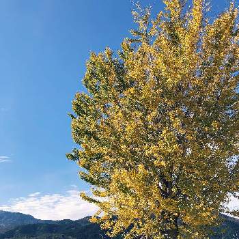 高島市の投稿画像一覧 Greensnap グリーンスナップ