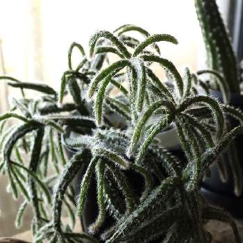 リプサリス ホリダの投稿画像一覧 Greensnap グリーンスナップ