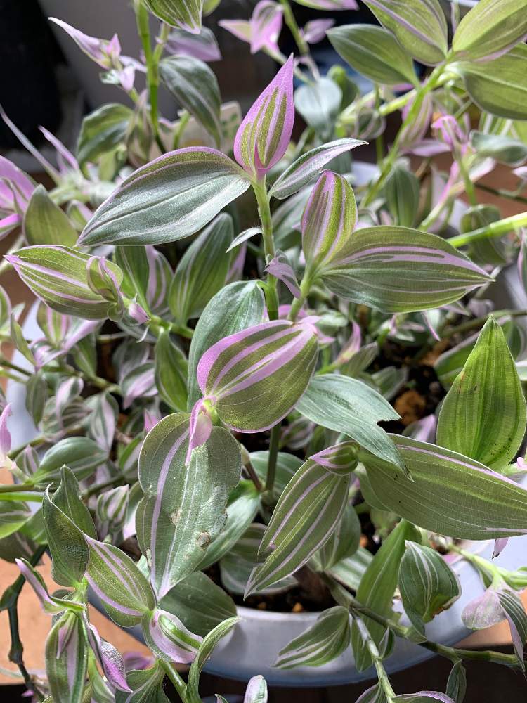 トラデスカンチアの投稿画像 By Nicoままさん 観葉植物とトラデスカンチア属と倉庫の中 月11月28日 Greensnap グリーンスナップ