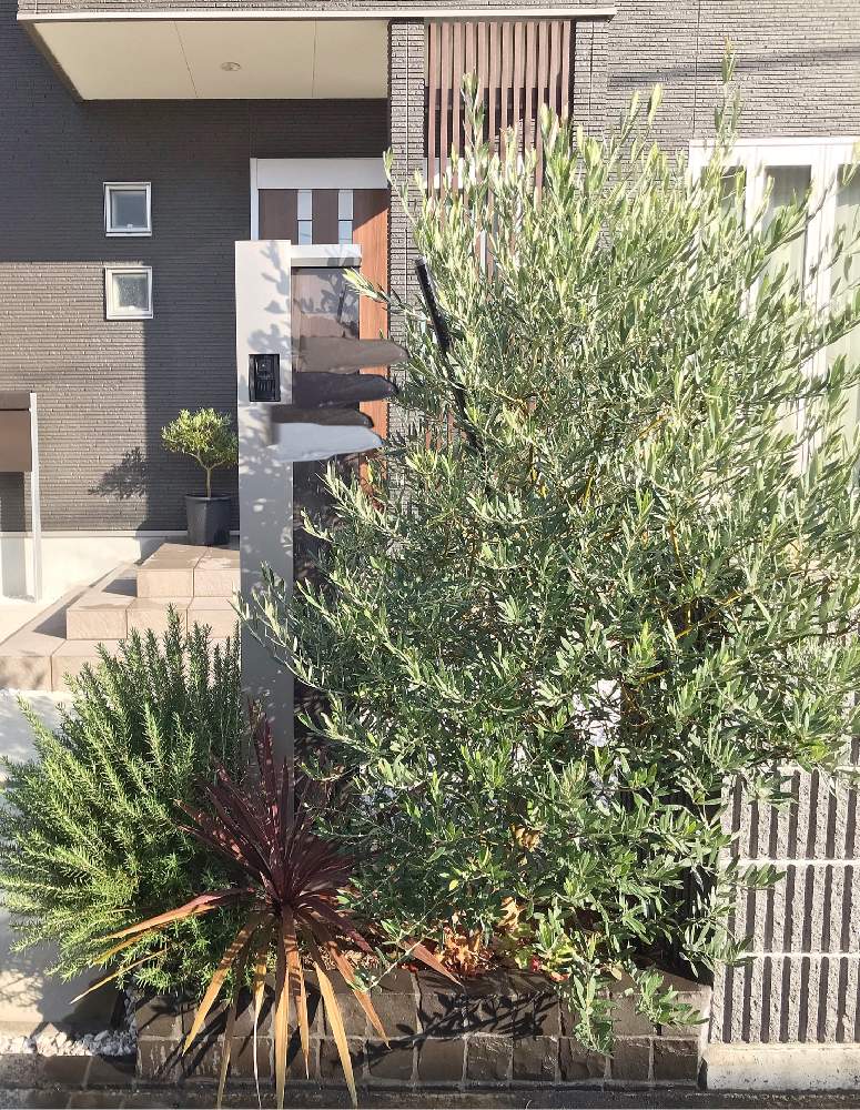 ローズマリーの投稿画像 By Yukinkoさん コルジリネ レッドスターとオリーブ オヒブランカとハマキムシとネコのいる暮らしと新葉と水やりとグリーンのある暮らしとドライフラワーのある暮らしとお気に入り と花壇とgs映えとgs日和とガーデニング初心者と花のある暮らし