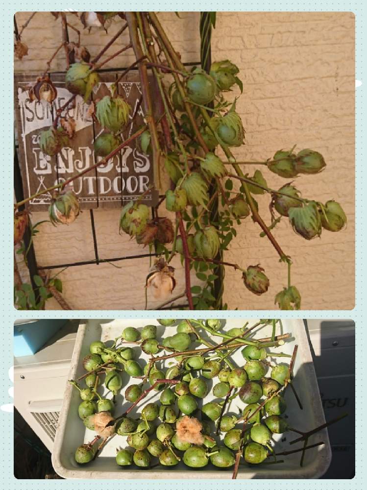 わたの実の投稿画像 By ローリエさん 畑の幸せとハンドメイド作品と種からとおうち園芸と冬支度と収穫と花のある暮らしとクリスマスリースと植え替え完了 月11月28日 Greensnap グリーンスナップ