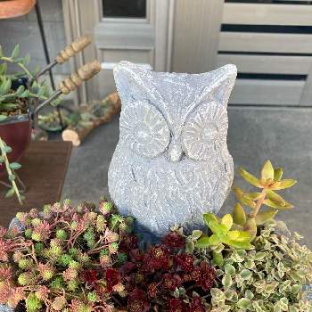 お名前教えてくれてありがとう の投稿画像一覧 Greensnap グリーンスナップ