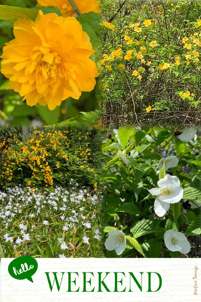 シロヤマブキの投稿画像 By Anpunpunさん ヤマブキとシャガ 月11月28日 Greensnap グリーンスナップ シロヤマブキの投稿画像 By Anpunpunさん ヤマブキとシャガ 月11月28日 Greensnap グリーンスナップ