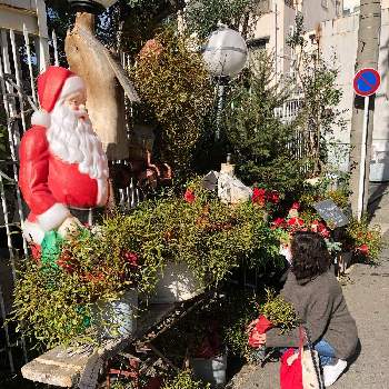 ヤドリギの枝の投稿画像一覧 Greensnap グリーンスナップ