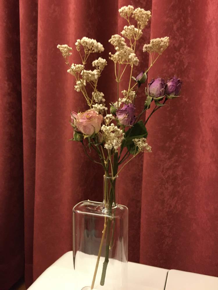 ドライフラワーの投稿画像 By たいら Mi 3 さん 一輪挿しとガラスの一輪挿し 月11月28日 Greensnap グリーンスナップ