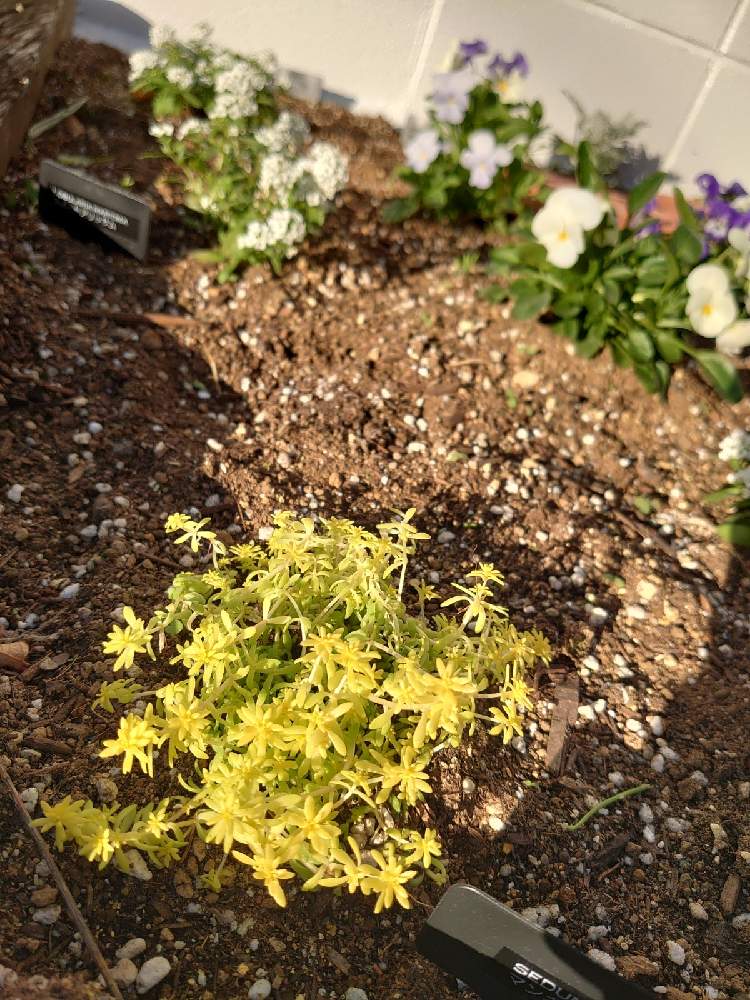 セダムの投稿画像 By ほりーさん 黄金細葉万年草とゴールデンカーペットと多肉植物と庭の花とおうち園芸と相談とガーデニングと花のある暮らしと グランドカバーと地植え 月11月28日 Greensnap グリーンスナップ