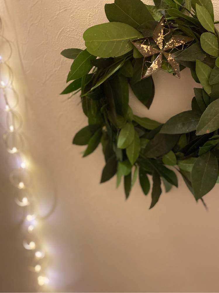 月桂樹の投稿画像 By ピノコさん ローリエと飾ると香辛料とクスノキ科とリースと灯り 月11月28日 Greensnap グリーンスナップ