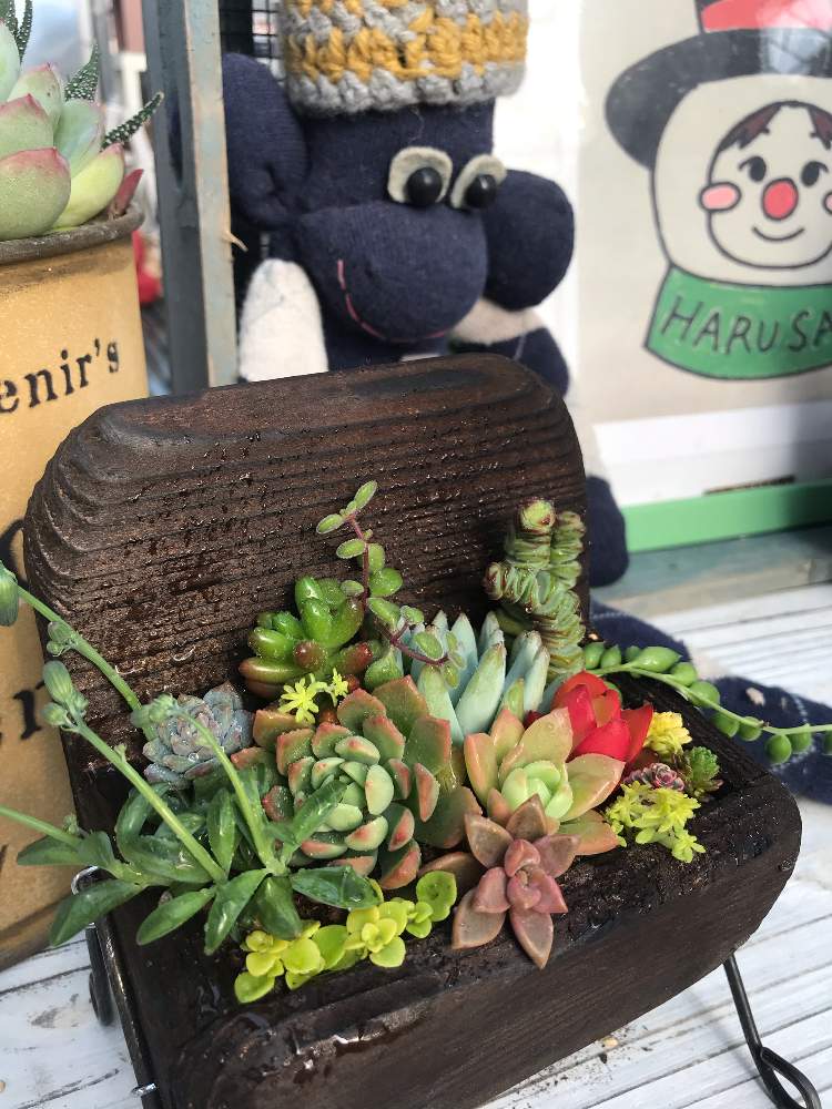 ガーデンガーデン豊橋イベントの投稿画像 By まゆ さん 小さなガーデン となりのハルさん 月11月28日 Greensnap グリーンスナップ