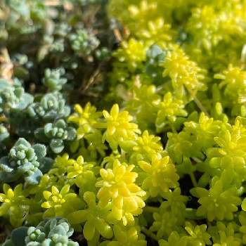 セダム ゴールデンカーペットの投稿画像一覧 Greensnap グリーンスナップ