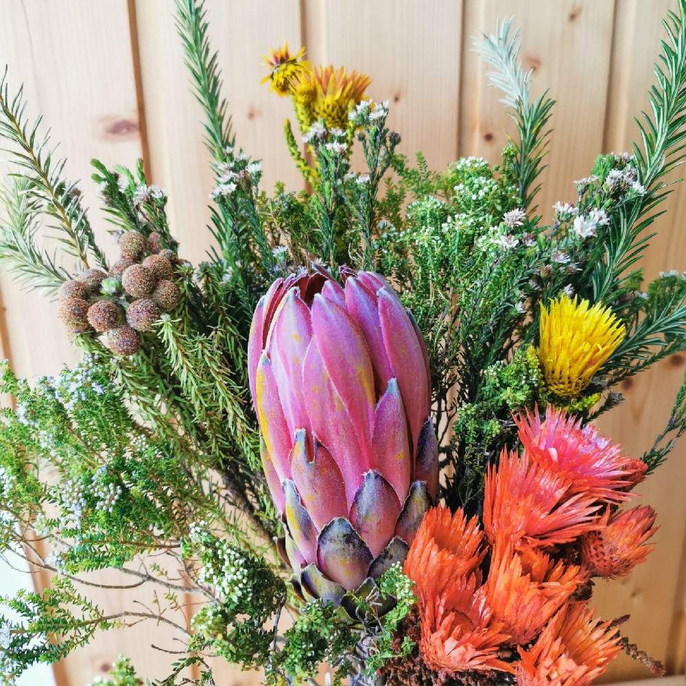 ドライフラワーのある暮らしの投稿画像 By Emmaさん 生花と花のある暮らしとネイティブフラワーと切り花とプロテア とバーゼリアとドライフラワーのある暮らしと生花と花のある暮らしとネイティブフラワーと切り花 月11月28日 Greensnap グリーンスナップ